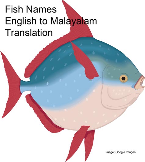 Fish Names English To Malayalam Translation Cooking With Thas 