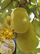 jackfruit2