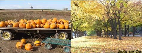 Fall colors and pumpkin patch fall
